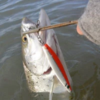 Westin Salty Lures